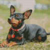 Miniature Pinscher Diamond Paintings