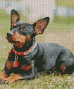 Miniature Pinscher Diamond Paintings