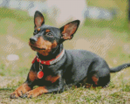 Miniature Pinscher Diamond Paintings