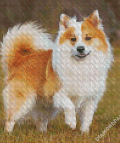 Adorable Icelandic Sheepdog Diamond Paintings