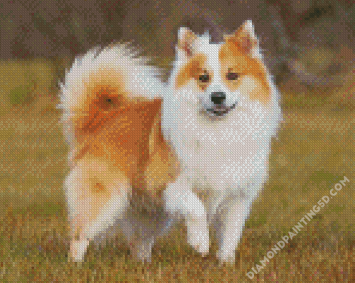 Adorable Icelandic Sheepdog Diamond Paintings