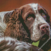 Aesthetic Springer Spaniel Diamond Paintings