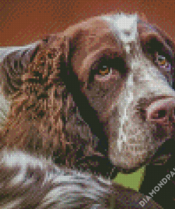 Aesthetic Springer Spaniel Diamond Paintings