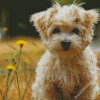 Cute Morkie Diamond Paintings