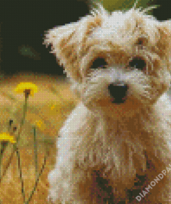 Cute Morkie Diamond Paintings