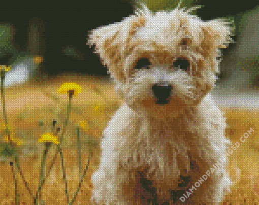 Cute Morkie Diamond Paintings