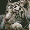 Sleepy White Siberian Tiger Diamond Paintings