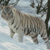 White Siberian Tiger Diamond Paintings