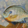 Aesthetic Bluegill Diamond Paintings