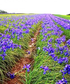 Aesthetic Iris Field Diamond Paintings