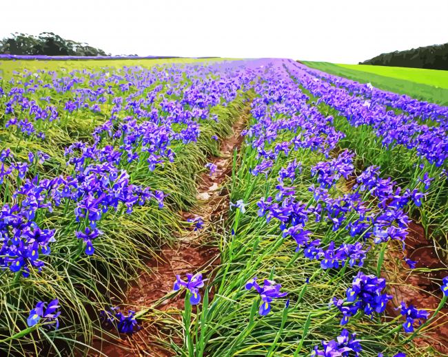 Aesthetic Iris Field Diamond Paintings