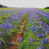 Aesthetic Iris Field Diamond Paintings