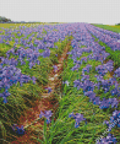 Aesthetic Iris Field Diamond Paintings