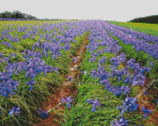 Aesthetic Iris Field Diamond Paintings