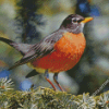 American Robin Diamond Paintings