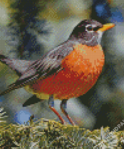 American Robin Diamond Paintings