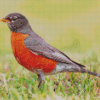 American Robin Bird Diamond Paintings