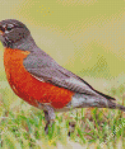 American Robin Bird Diamond Paintings