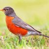 American Robin Bird Diamond Paintings