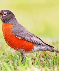 American Robin Bird Diamond Paintings