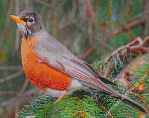 American Robin Birds Diamond Paintings