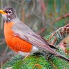 American Robin Birds Diamond Paintings