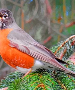 American Robin Birds Diamond Paintings