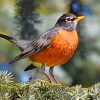 American Robin Diamond Paintings