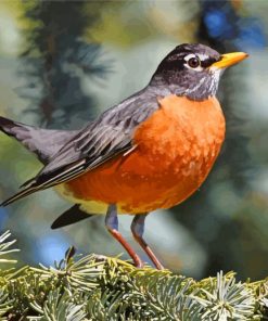 American Robin Diamond Paintings