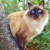 Balinese Cat Animal Diamond Paintings