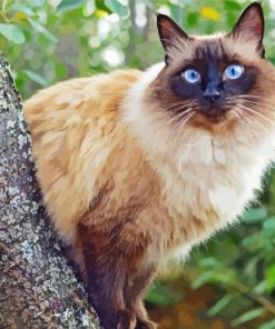 Balinese Cat Animal Diamond Paintings