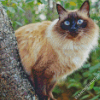 Balinese Cat Animal Diamond Paintings