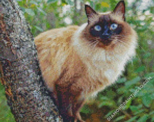 Balinese Cat Animal Diamond Paintings