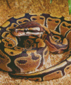 Ball Python Snake Diamond Paintings