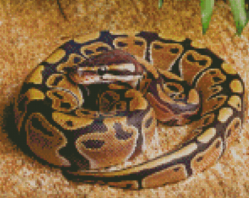 Ball Python Snake Diamond Paintings