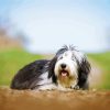 Bearded Collie Dog Animal Diamond Paintings