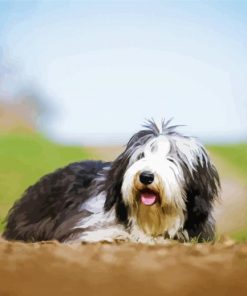 Bearded Collie Dog Animal Diamond Paintings