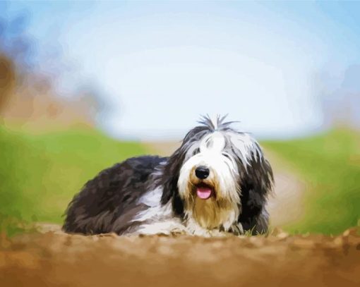 Bearded Collie Dog Animal Diamond Paintings