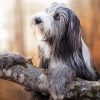 Bearded Collie Dog Diamond Paintings