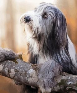 Bearded Collie Dog Diamond Paintings