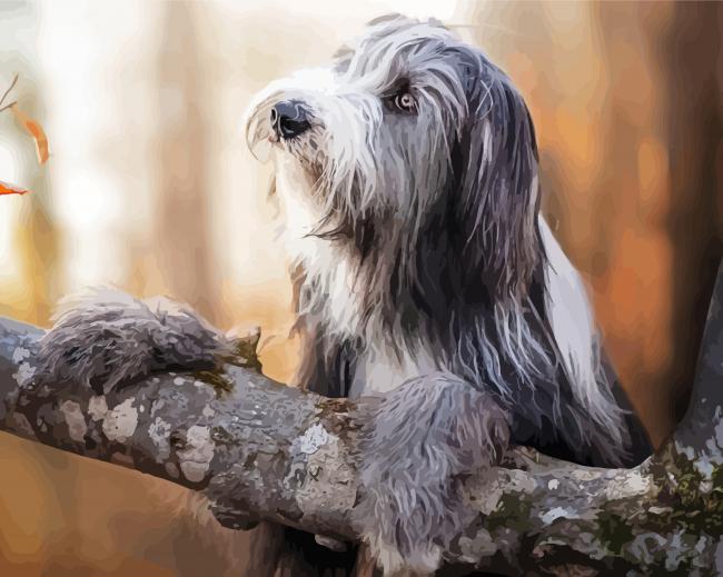 Bearded Collie Dog Diamond Paintings