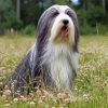 Black And White Bearded Collie Diamond Paintings