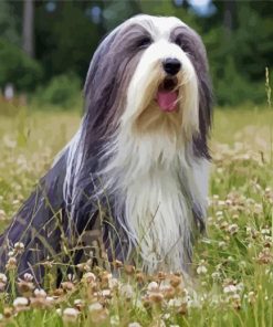 Black And White Bearded Collie Diamond Paintings