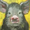 Black Pig Diamond Paintings