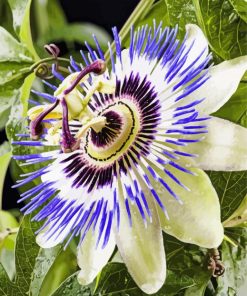 Blue Passion Flower Diamond Paintings