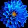 Blue Dahlia Diamond Paintings