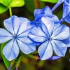 Blue Plumbago Diamond Paintings