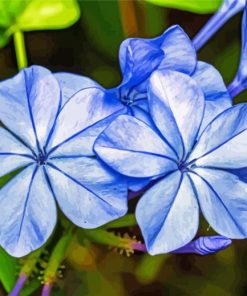 Blue Plumbago Diamond Paintings