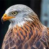 Close Up Red Kite Diamond Paintings