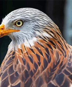 Close Up Red Kite Diamond Paintings